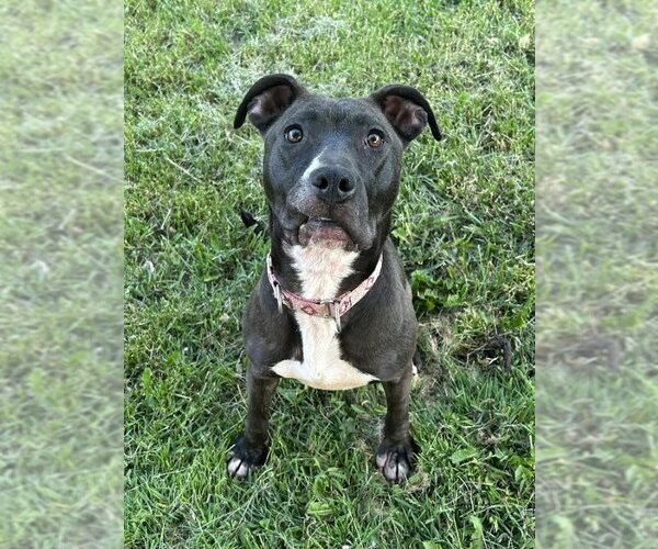 Medium Photo #68 American Pit Bull Terrier-Unknown Mix Puppy For Sale in Germantown, OH, USA