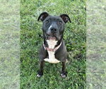 Small #67 American Pit Bull Terrier Mix