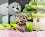 Small Photo #5 French Bulldog Puppy For Sale in BELLVILLE, TX, USA