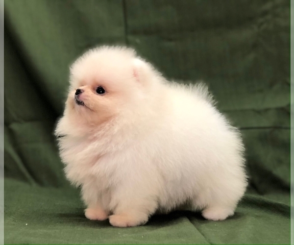 Medium Photo #7 Pomeranian Puppy For Sale in CHICAGO, IL, USA