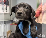 Small #3 Labrador Retriever Mix