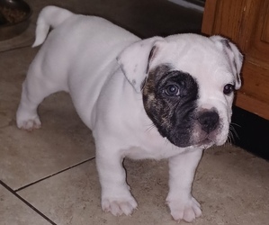 American Bully Puppy for sale in ARLINGTON, TX, USA