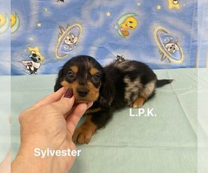 Dachshund Puppy for sale in WINNSBORO, LA, USA