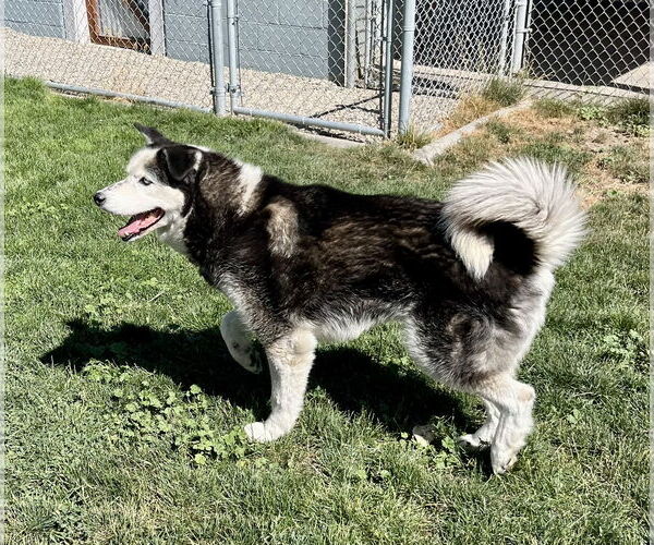Medium Photo #3 Alaskan Malamute-Unknown Mix Puppy For Sale in Emmett, ID, USA