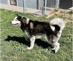 Small #2 Alaskan Malamute Mix