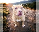 Small Photo #3 American Pit Bull Terrier Puppy For Sale in Glen Allen, VA, USA