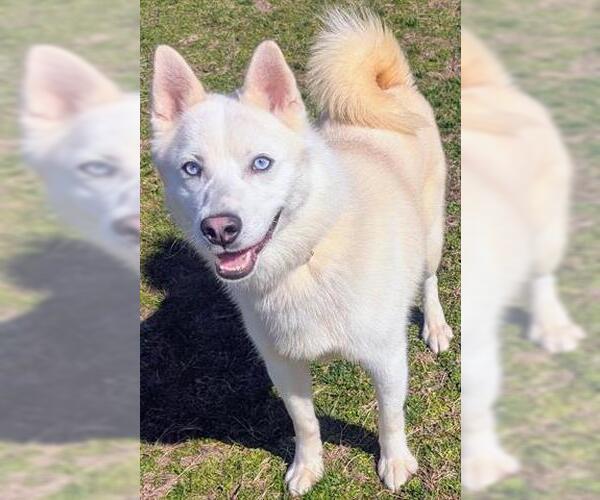 Medium Photo #1 American Eskimo Dog Puppy For Sale in Akron, OH, USA