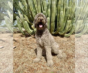Poodle (Standard) Dogs for adoption in Goodyear, AZ, USA