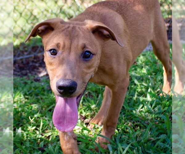 Medium Photo #2 Labrador Retriever-Unknown Mix Puppy For Sale in Canton, CT, USA