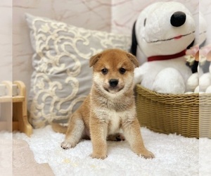 Shiba Inu Puppy for sale in NEW YORK, NY, USA