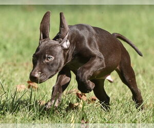 Frame - Male Chocolate Labrador retriever-Pointer Mix Dog for Adoption - Photo #9