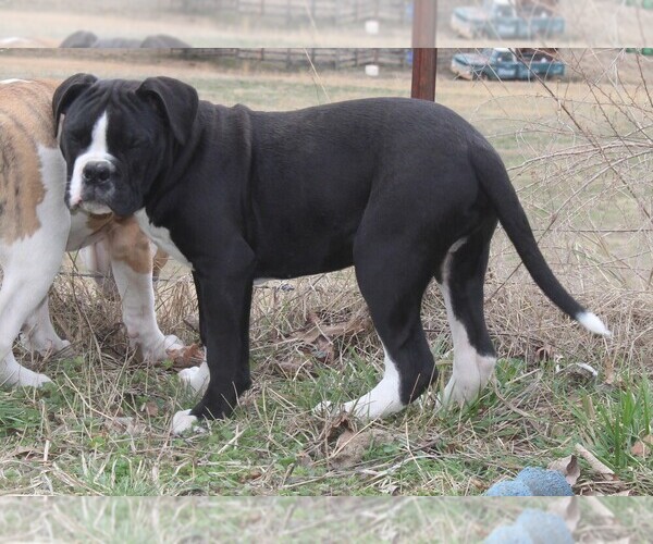 Medium Photo #4 Alapaha Blue Blood Bulldog Puppy For Sale in MARBLE FALLS, AR, USA