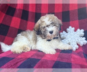 Zuchon Puppy for sale in LAKELAND, FL, USA