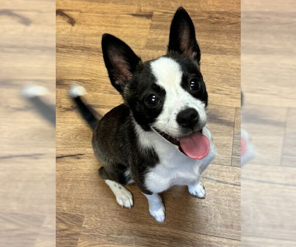 Medium Photo #2 Chihuahua-Unknown Mix Puppy For Sale in Lancaster, PA, USA