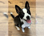 Small #1 Chihuahua Mix