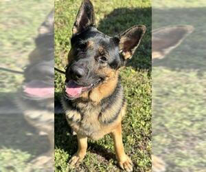 Medium German Shepherd Dog
