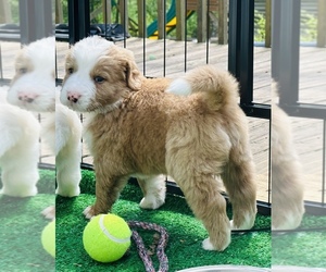 Bernedoodle Puppy for sale in BREMEN, GA, USA