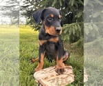 Small #1 Rottweiler