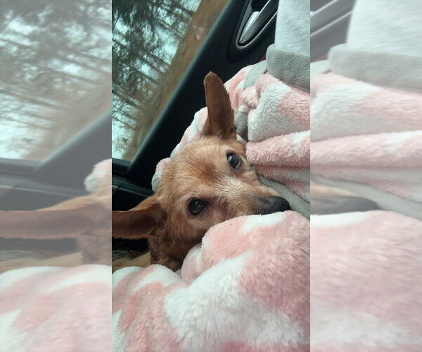 Medium Photo #2 Chihuahua-Unknown Mix Puppy For Sale in Mooresville, NC, USA