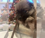 Small Photo #13 Pomeranian Puppy For Sale in GOSHEN, NY, USA