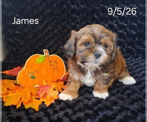 Zuchon Puppy for sale in MOUNT PLEASANT, MI, USA