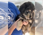 Small Photo #87 Aussiedoodle Puppy For Sale in LONGWOOD, FL, USA