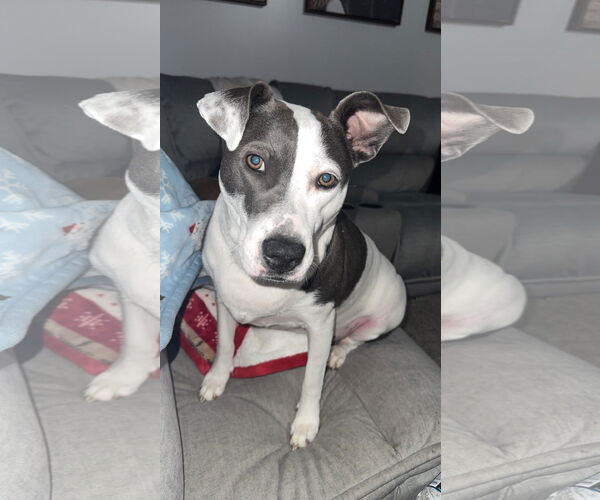 Medium Photo #7 American Pit Bull Terrier-Unknown Mix Puppy For Sale in Germantown, OH, USA