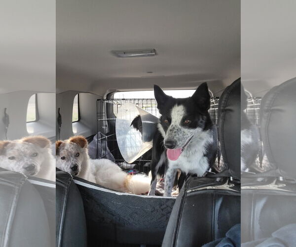 Medium Photo #6 Border Collie Puppy For Sale in Highland, IL, USA