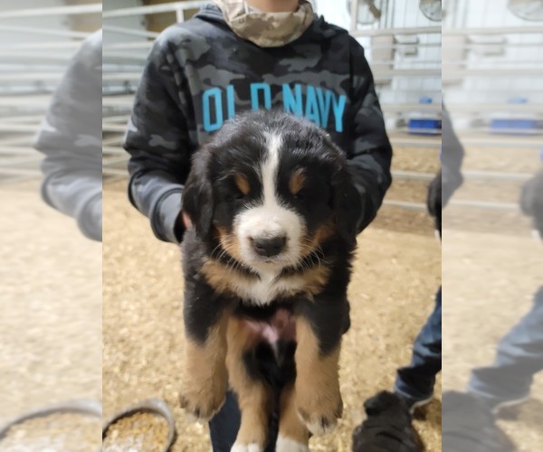 Medium Photo #20 Bernese Mountain Dog Puppy For Sale in PAXTON, IL, USA