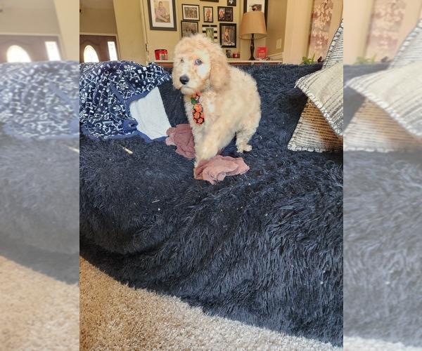 Medium Photo #10 Goldendoodle (Miniature) Puppy For Sale in GREELEY, CO, USA