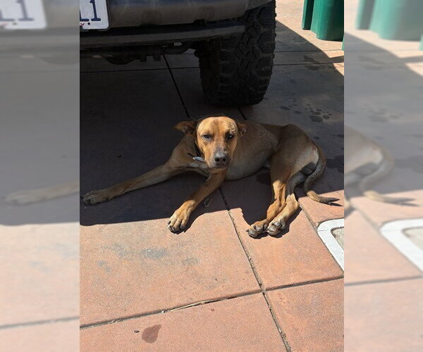 Medium Photo #1 Rhodesian Ridgeback Puppy For Sale in Stockton, CA, USA