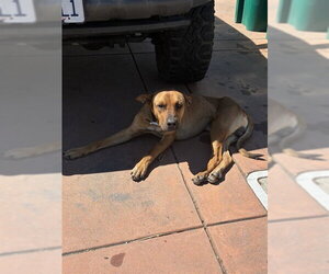 Rhodesian Ridgeback Dogs for adoption in Stockton, CA, USA