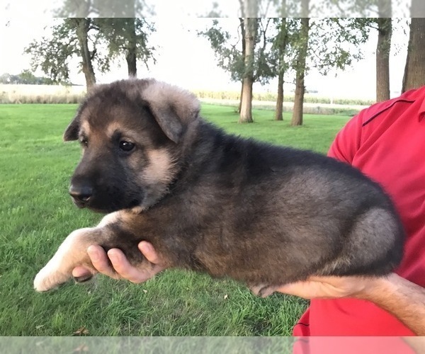 Medium Photo #41 German Shepherd Dog Puppy For Sale in APLINGTON, IA, USA
