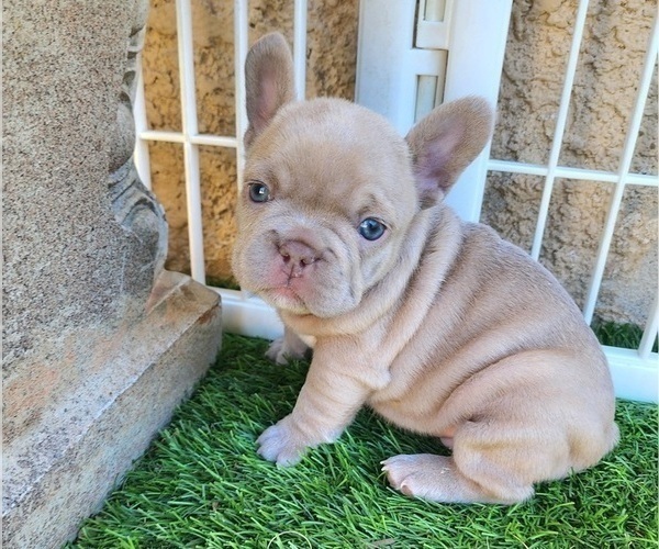 Medium Photo #10 French Bulldog Puppy For Sale in LAS VEGAS, NV, USA