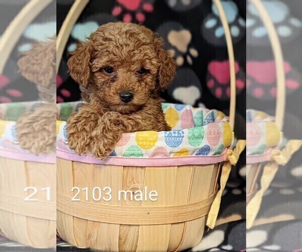 Medium Photo #1 Poodle (Toy) Puppy For Sale in CLARE, IL, USA