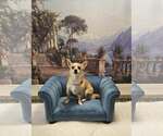 Small #4 Chihuahua Mix