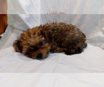 Small Photo #2 Poodle (Miniature) Puppy For Sale in DUDLEY, MA, USA