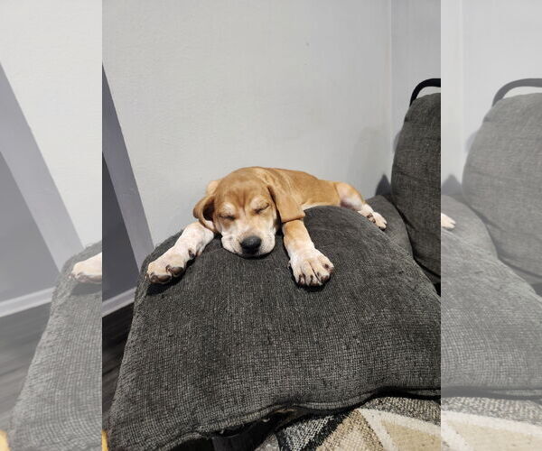 Medium Photo #3 Mutt Puppy For Sale in Plainfield, IL, USA