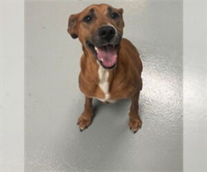 Mutt Dogs for adoption in St. Cloud, FL, USA