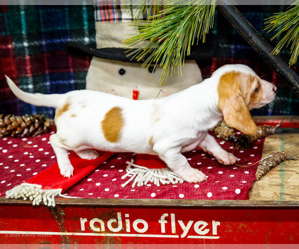 Medium Photo #3 Dachshund Puppy For Sale in WAKARUSA, IN, USA