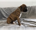 Small #3 Boxer