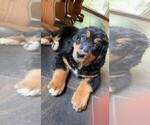 Small Photo #2 Bernedoodle Puppy For Sale in MINEOLA, TX, USA