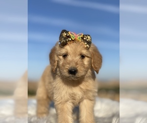 Goldendoodle Puppy for sale in PORTERVILLE, CA, USA