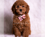 Small Photo #80 Goldendoodle (Miniature) Puppy For Sale in WARSAW, IN, USA