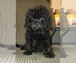 Small #4 Poodle (Toy)