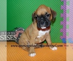 Small #6 Boxer