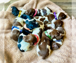 German Shorthaired Pointer Puppy for sale in UMATILLA, FL, USA