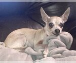 Small Photo #1 Chihuahua Puppy For Sale in Boonton, NJ, USA