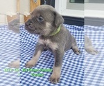 Puppy Bright Green Cane Corso