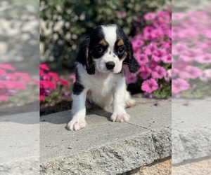 Cavalier King Charles Spaniel Puppy for sale in CANOGA, NY, USA